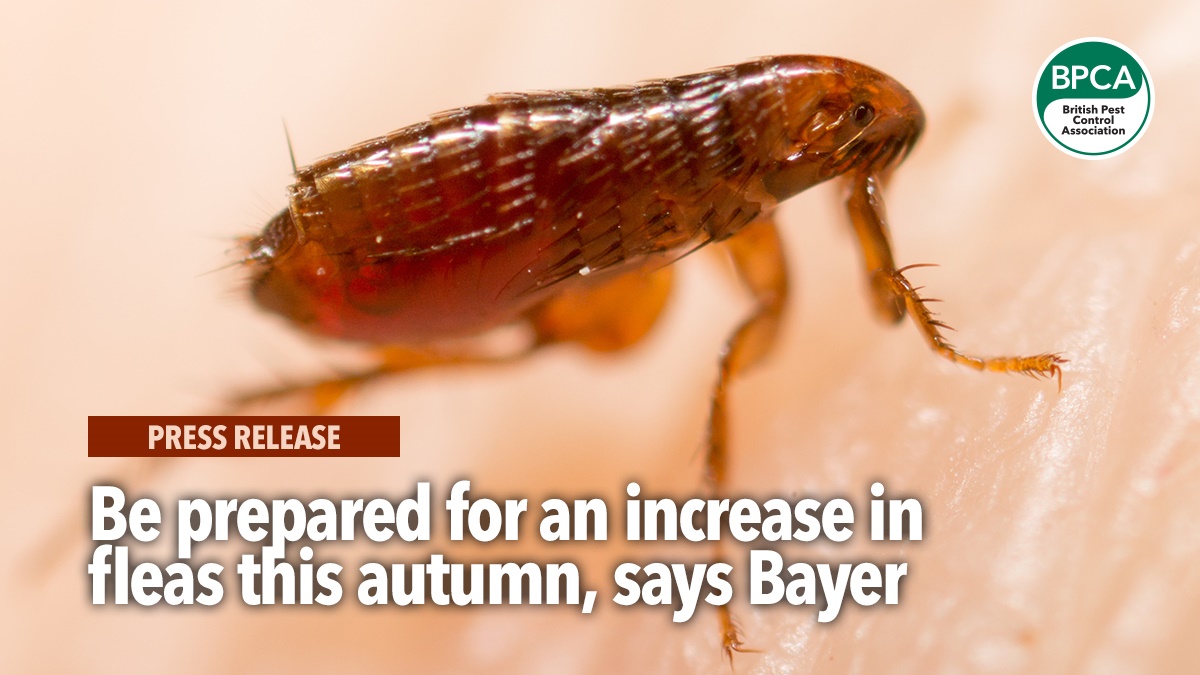 be-prepared-for-fleas-this-autumn-bayer